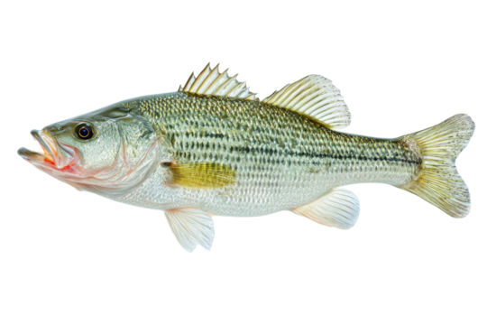 Angler's perspective fishing techniques and lake wildlife photography. Isolated on transparent background, png.