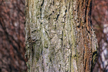 Closeup bark of Styphnolobium japonicum tree. Bark texture
