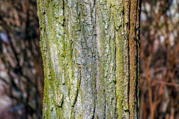 Texture of bark of a Styphnolobium japonicum commonly known as Pagoda tree