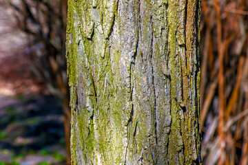 Obraz premium Closeup bark of Styphnolobium japonicum tree