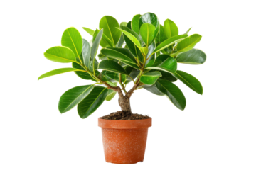 Indoor plant care tips ficus tree home guide bright space growth. Isolated on transparent background, png.