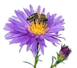 bee or honeybee Apis Mellifera isolated on white