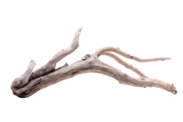Fototapeta premium Driftwood display natural setting photography minimalist style. Isolated on transparent background, png.