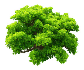 Fototapeta premium Lush green bonsai tree display nature digital art studio close-up. Isolated on transparent background, png.