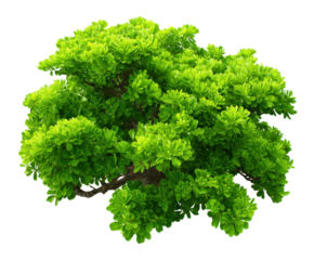 Lush green bonsai tree display nature digital art studio close-up. Isolated on transparent background, png.