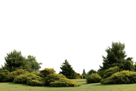 Lush greenery and tranquil atmosphere in nature park landscape. Isolated on transparent background, png.