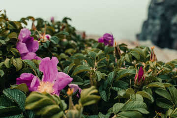 Beach Roses in Acadia National Park, Maine