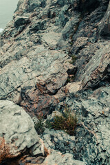 Looking down at a plant growing in the rocky cliffs of Acadia National Park, Maine
