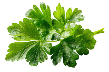 Obraz premium Fresh parsley leaves kitchen food photography bright environment. Isolated on transparent background, png.