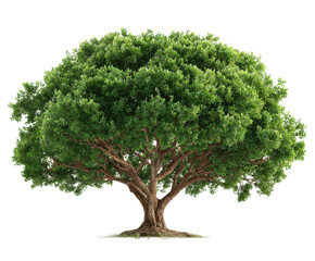Obraz premium Growing green tree in nature outdoor environment full view. Isolated on transparent background, png.