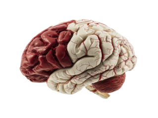 Brain anatomy model medical education 3d visualization studio science. Isolated on transparent background, png.