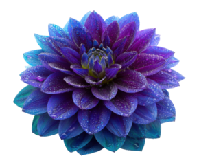 Vibrant flower blooming with water droplets nature scene close-up. Isolated on transparent background, png.