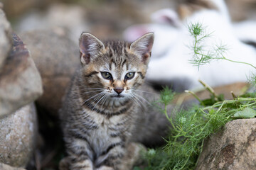 Obraz premium cute kitten portrait close up