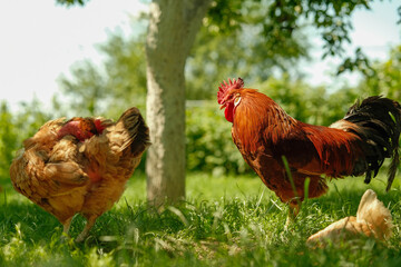 Two free-range chickens, a rooster and a hen, forage in lush green grass on a sunny day.