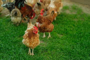 Chickens roam freely on vibrant green grass in a sunlit farmyard, enjoying a natural environment.