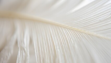 Close up of soft white feather texture background for abstract nature concepts art
