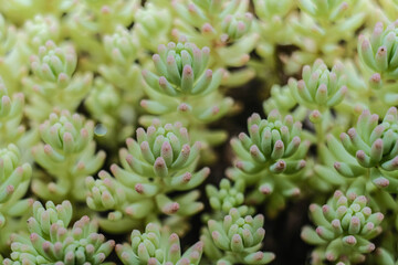 A vibrant close-up of lush green succulents with pink tips, forming a dense and beautiful natural...