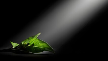 Stock photo of green leaf in spotlight on dark background for nature photography