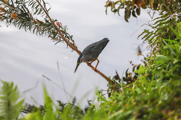 A striated heron (little heron) with bluish-gray plumage and yellow details on its beak and legs, is perched on a slanted branch over water, surrounded by green foliage.