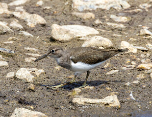 Common sandpiper a wading bird on the shoreline.