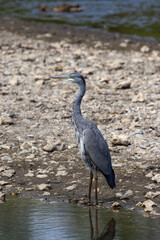 European grey heron swallowing a fish just caught.