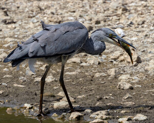 European grey heron swallowing a fish just caught.