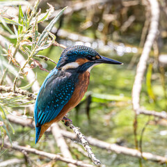 Male kingfisher sitting on branch waiting for fish