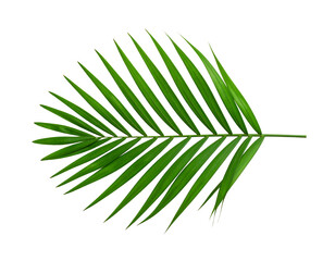 Obraz premium Tropical palm leaf isolated on transparent background