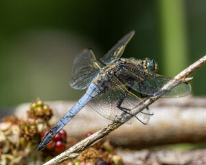 Scarce chaser dragonfly. Odonata with blue and black markings. © Robert Parker