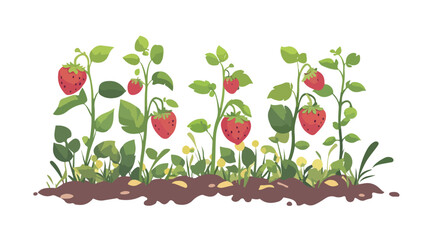 Fresh strawberries on plant in wide angle