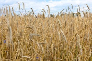 Golden triticale ears. Grains ready for harvest. Photo taken on a sunny day.