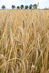 Golden triticale ears. Grains ready for harvest. Photo taken on a sunny day.