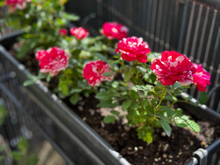 Vibrant pink decorative roses balcony flowers in flower pot in balcony garden close up