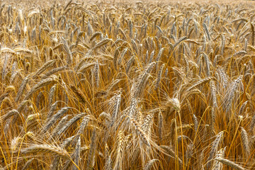 Golden triticale ears. Grains ready for harvest. Photo taken on a sunny day.