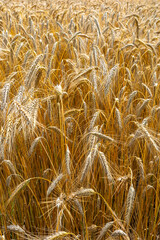 Golden triticale ears. Grains ready for harvest. Photo taken on a sunny day.