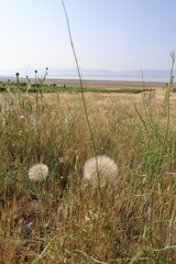Dandelion greenery nature. High quality photo