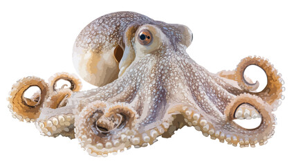 Obraz premium Underwater Octopus Photography: Marine Life Portrait