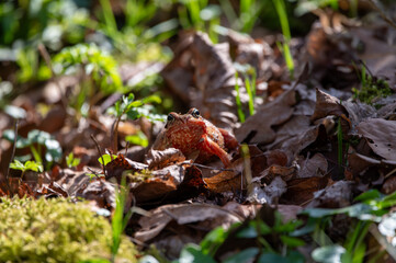 Brauner Frosch zwischen Herbstlaub und Moos im Wald