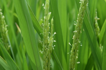 Obraz premium 白く小さい イネの花