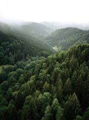 Fototapeta premium Misty mountain valley, lush green forest