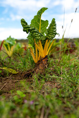 Gelber Mangold im Gartenbeet unter blauem Himmel