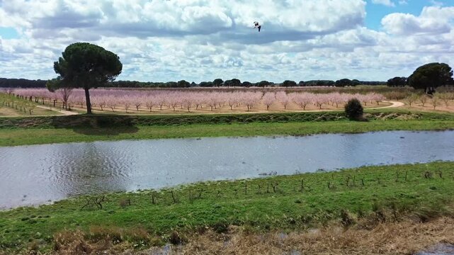 VUELO DE AVE RAPAZ AMENAZANDO Y ATACANDO