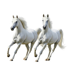 Two majestic white horses gallop forward, showcasing their beauty and power in a dynamic equine composition.