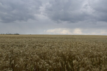 Kornfeld und Wolken zwischen Hildesheim und Braunschweig 