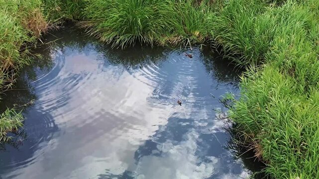 PATOS EN CHARCA REFLEJANDOSE EL CIELO DE NUBES