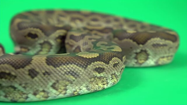Closeup View and Detailed of Spotted Python Antaresia Maculosa Rendered Realistically Isolated on a Green Screen for Wildlife Productions and Visual Effects