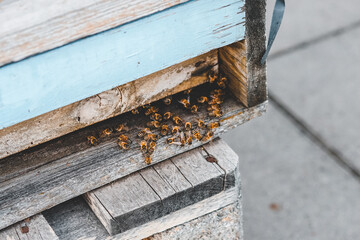 Bienen kommen aus Bienenstock