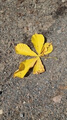 gelbes Kastanienblatt auf dem Waldboden