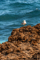 Larus michahellis pertenece a la familia de Laridae.