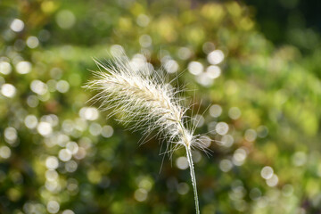 Fototapeta premium ぺニセタム・ヴィロサム 「銀狐」Feathertop